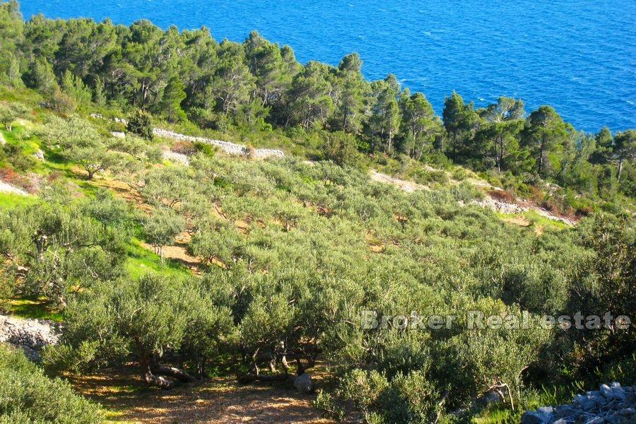 Terrain agricole, première rangée de la mer