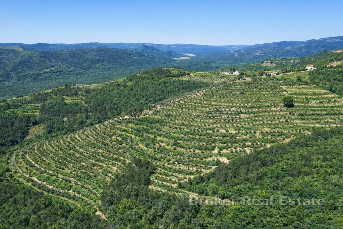 Ampia tenuta istriana con oliveti e terreno edificabile vicino a Motovun