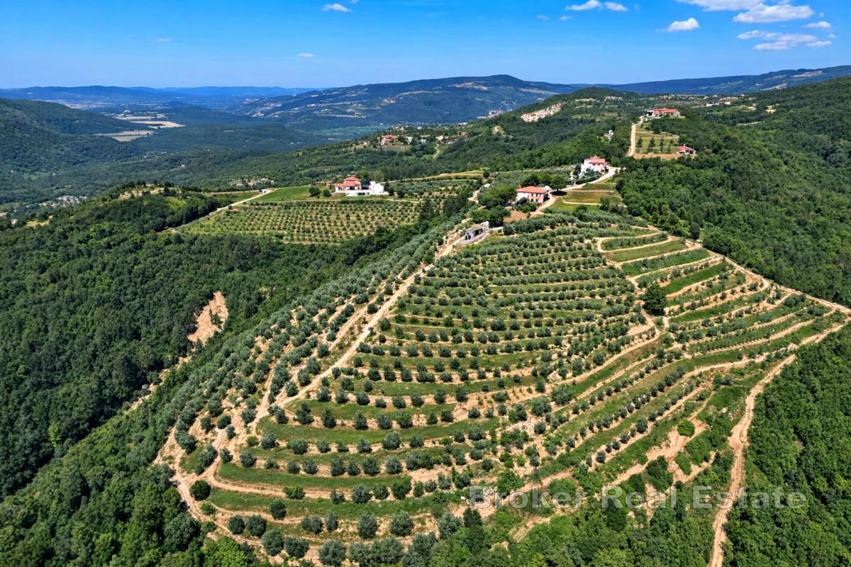 Ampia tenuta istriana con oliveti e terreno edificabile vicino a Motovun