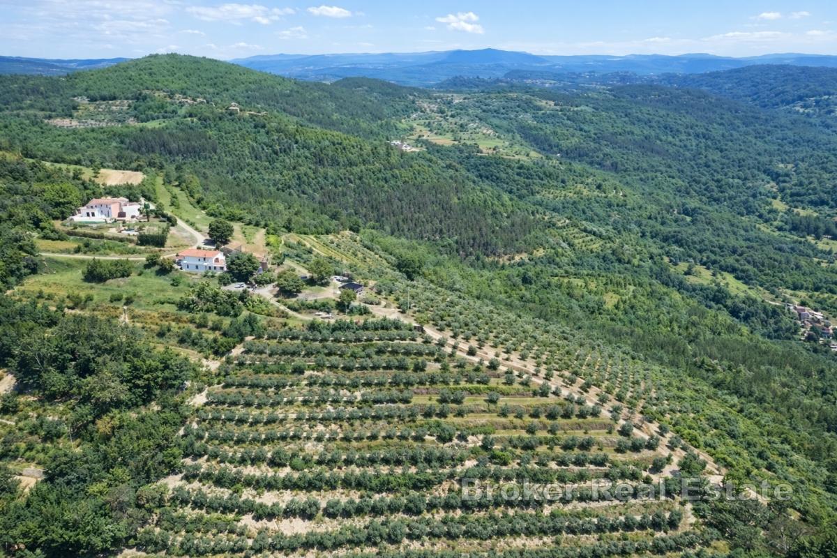 Ampia tenuta istriana con oliveti e terreno edificabile vicino a Motovun