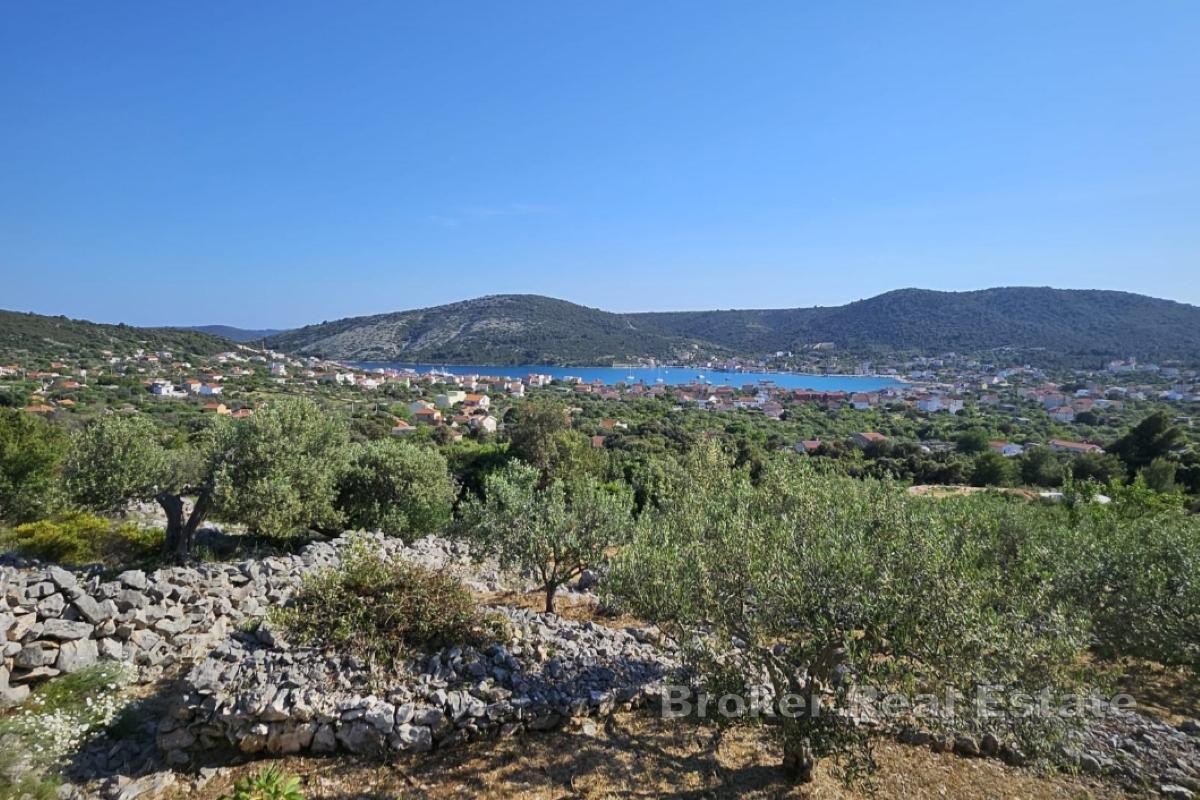 Terreno rettangolare di uliveto con vista mare