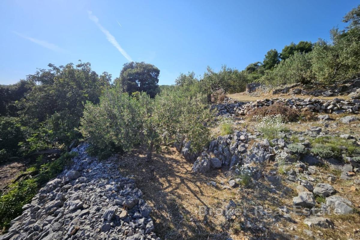 Terreno rettangolare di uliveto con vista mare