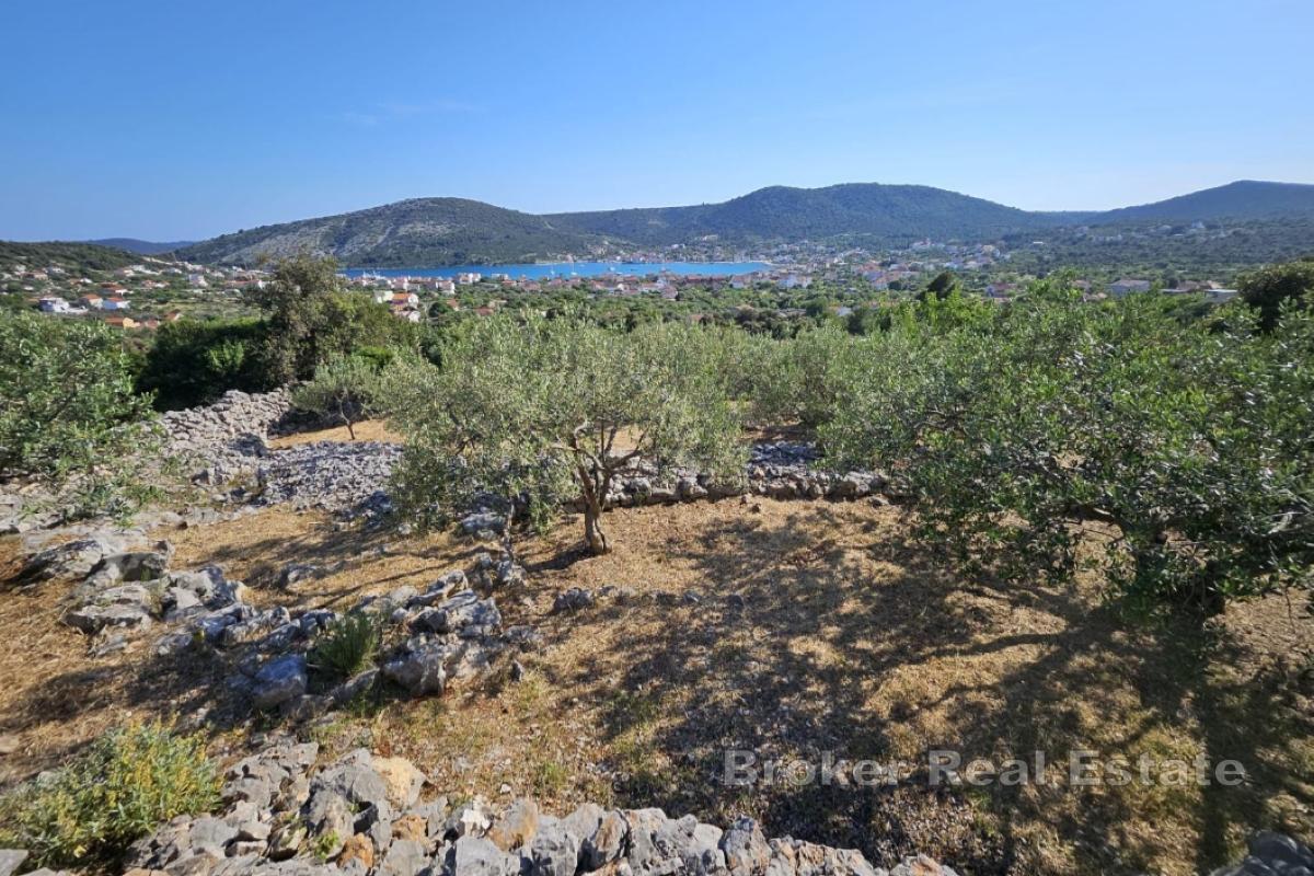 Terreno rettangolare di uliveto con vista mare