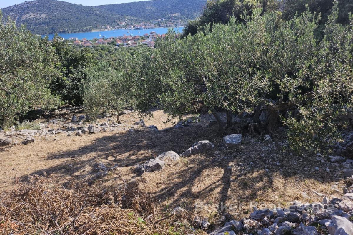 Terreno rettangolare di uliveto con vista mare