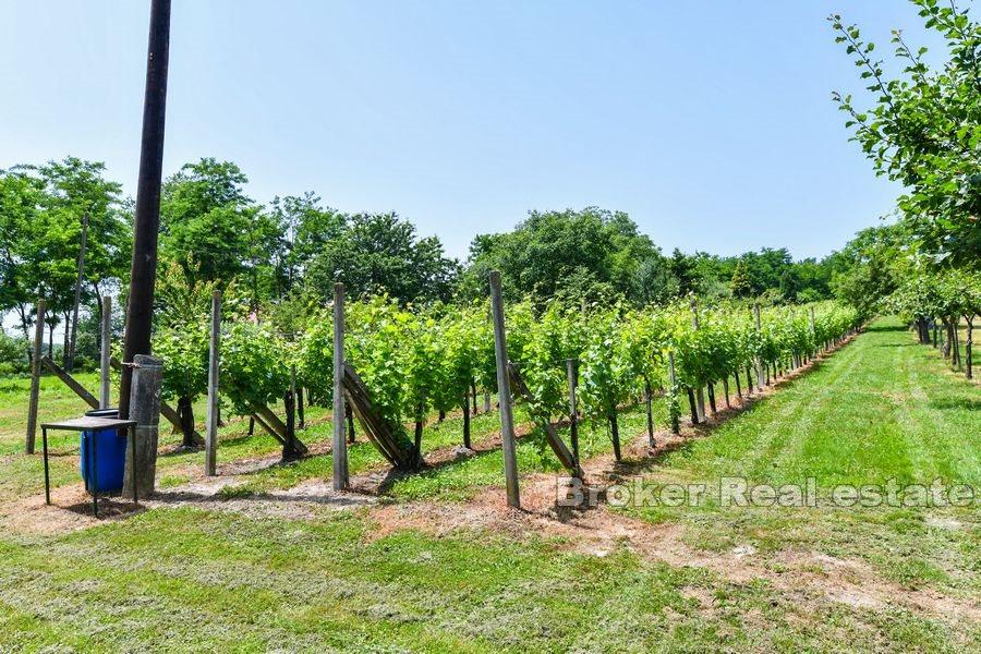 Maison avec vignoble