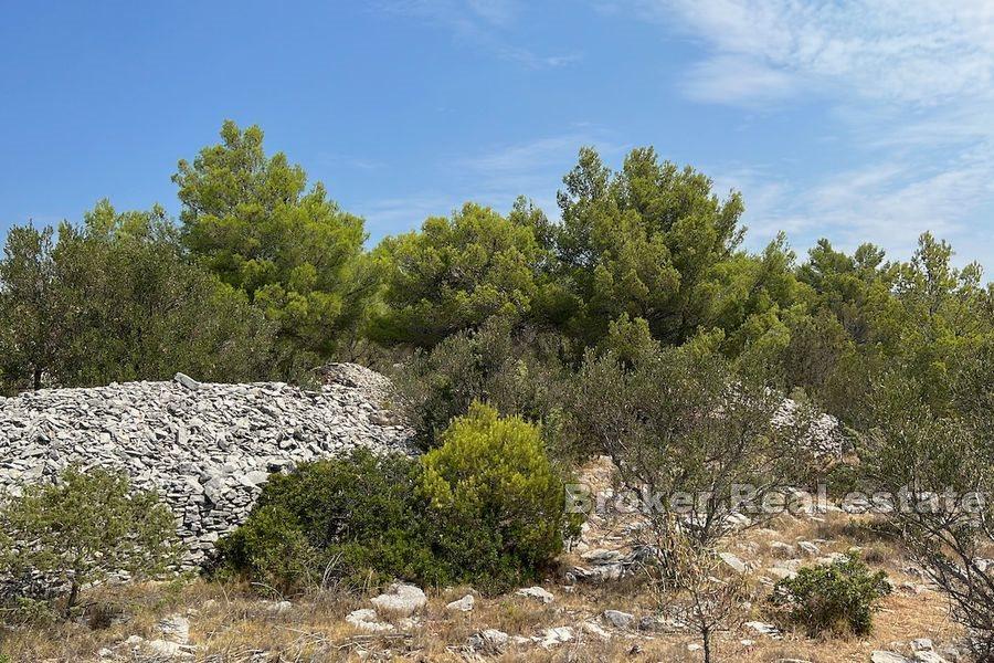 Building plot in T zone