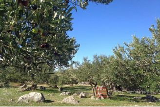10 712 40 Brac Land For Sale